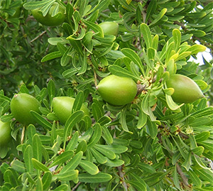 Argania Spinosa