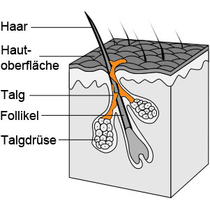 Aufbau einer Talgdruese